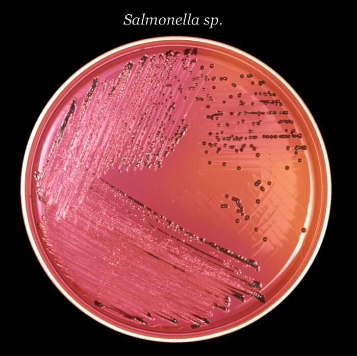 Salmonella bacteria